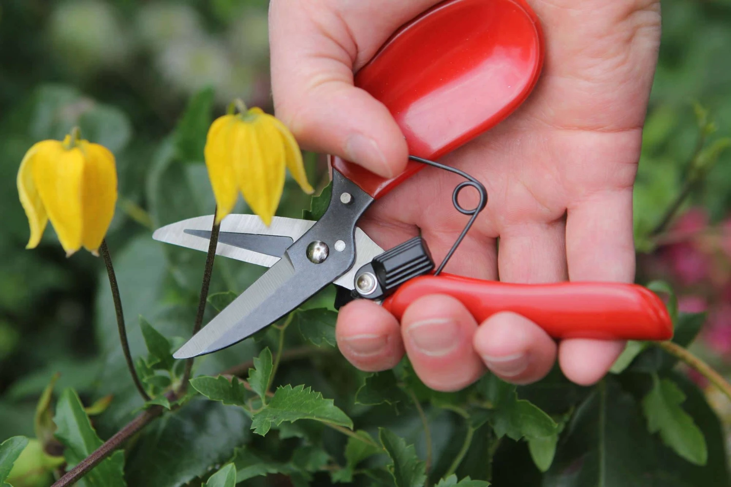 Darlac Floral Shear 2 Darlac Floral Shear - Image 2