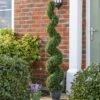 Smart Garden Topiary Twirl 150cm