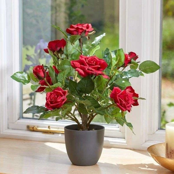 Smart Garden 40cm Regent's Roses - Ruby Red 1 Smart Garden 40cm Regent's Roses - Ruby Red