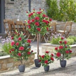 Smart Garden 120cm Regent's Roses - Ruby Red -Garden Care Store 50759 31797