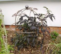 Poppy Forge Bell Cloche - Pack Of 2 6 Poppy Forge Bell Cloche - Pack Of 2 -Garden Care Store 55876 40910